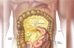 New human stomach organ discovery, set to change medical science
